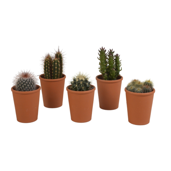 thumbnail_6000-4981.png Cactus mix in terracotta pot | 5 stuks