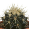 Cactus mix in terracotta pot | 5 stuks