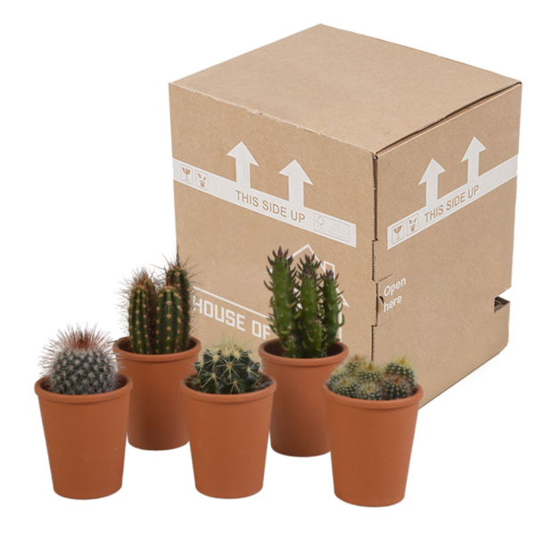thumbnail_6000-4991.png Cactus mix in terracotta pot | 5 stuks