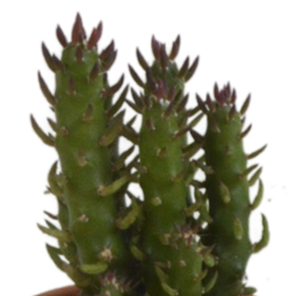 thumbnail_6000-4995.png Cactus mix in terracotta pot | 5 stuks