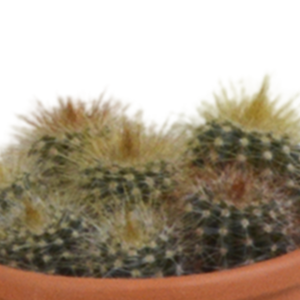 thumbnail_6000-4996.png Cactus mix in terracotta pot | 5 stuks