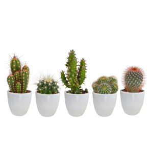 Cactus mix in witte pot | 5 stuks