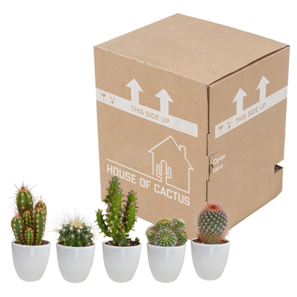 thumbnail_6000-4999.png Cactus mix in witte pot | 5 stuks