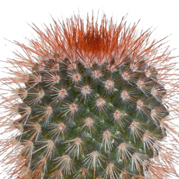 thumbnail_6000-5001.png Cactus mix in witte pot | 5 stuks