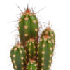 Cactus mix in witte pot | 5 stuks