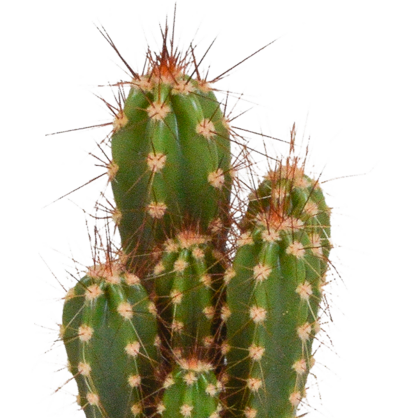 thumbnail_6000-5004.png Cactus mix in witte pot | 5 stuks