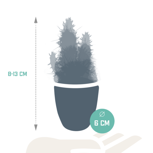 thumbnail_6000-5006.png Cactus mix in witte pot | 5 stuks