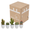 Cactus mix in witte pot | 5 stuks