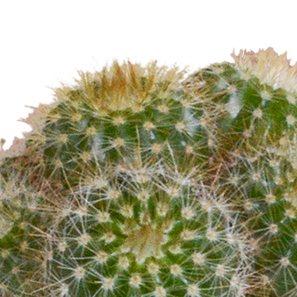 thumbnail_6000-5010.png Cactus mix in witte pot | 5 stuks