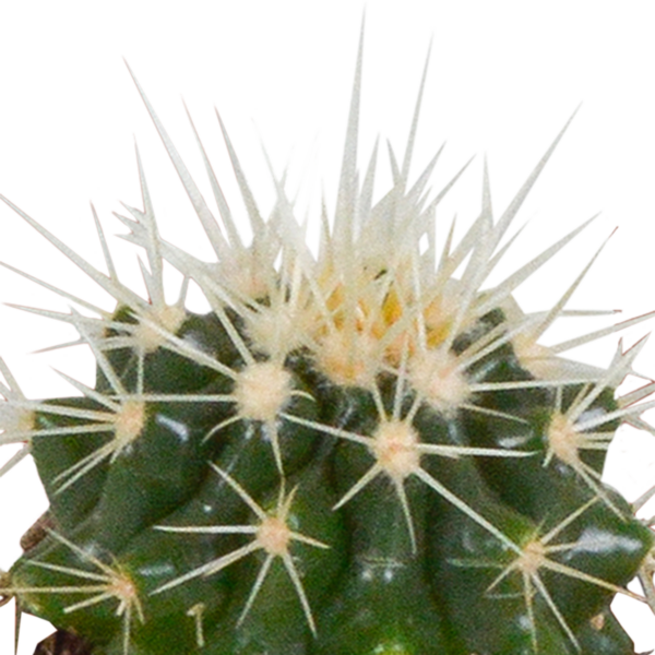 thumbnail_6000-5011.png Cactus mix in witte pot | 5 stuks