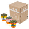 Echeveria mix in Mexicaanse pot | 3 stuks