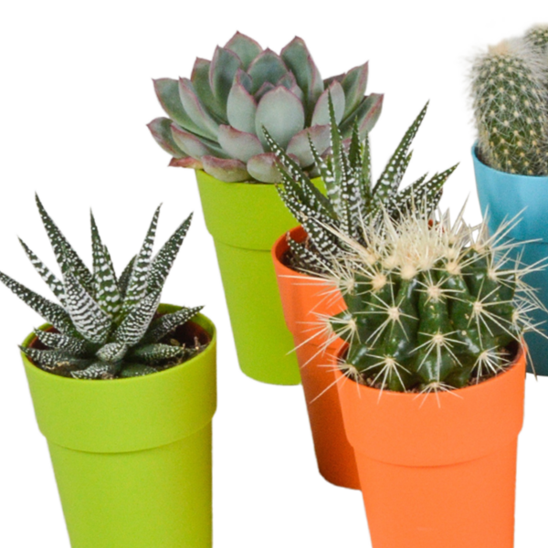 thumbnail_6000-5039.png Cactus en vetplanten mix in gekleurde plasticpot | 15 stuks