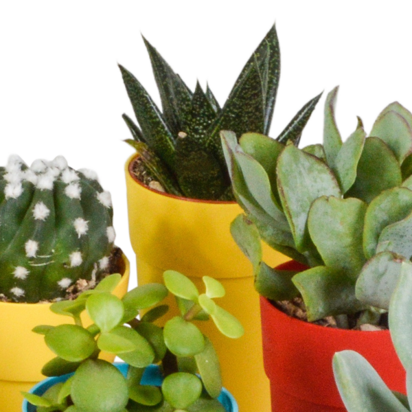 thumbnail_6000-5041.png Cactus en vetplanten mix in gekleurde plasticpot | 15 stuks