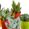 Cactus en vetplanten mix in gekleurde plasticpot | 15 stuks