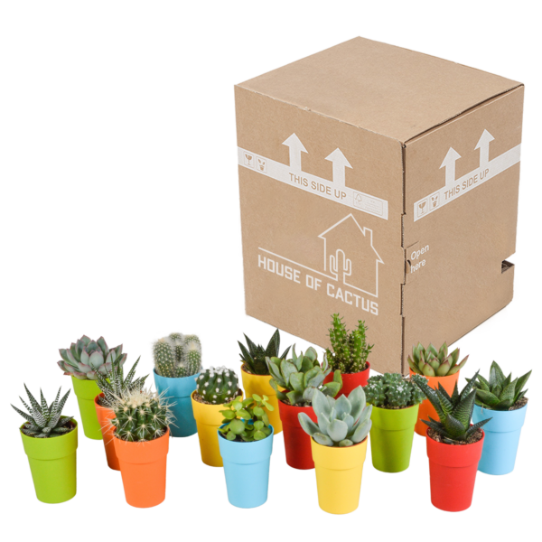 thumbnail_6000-5044.png Cactus en vetplanten mix in gekleurde plasticpot | 15 stuks