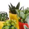 Cactus en vetplanten mix in gekleurde plasticpot | 15 stuks