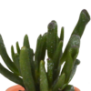 Cactus en vetplanten mix in terracotta pot | 15 stuks