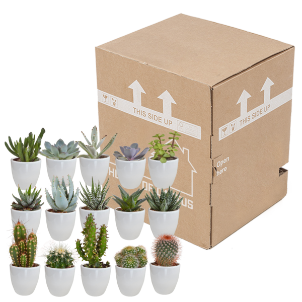 thumbnail_6000-5109.png Cactus en vetplanten mix in witte pot | 15 stuks