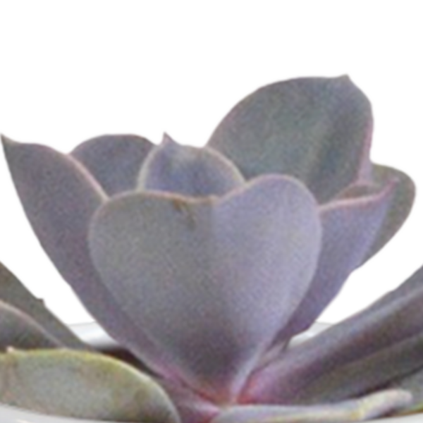 thumbnail_6000-5112.png Cactus en vetplanten mix in witte pot | 15 stuks
