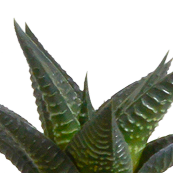 thumbnail_6000-5115.png Cactus en vetplanten mix in witte pot | 15 stuks