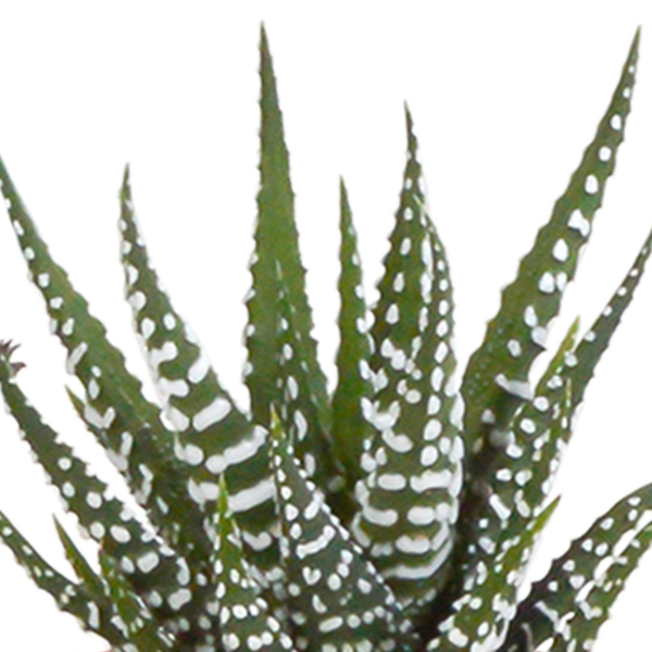 thumbnail_6000-5116.png Cactus en vetplanten mix in witte pot | 15 stuks