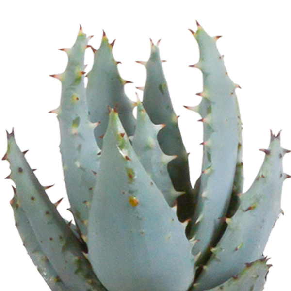 thumbnail_6000-5117.png Cactus en vetplanten mix in witte pot | 15 stuks