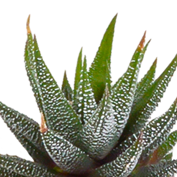 thumbnail_6000-5118.png Cactus en vetplanten mix in witte pot | 15 stuks