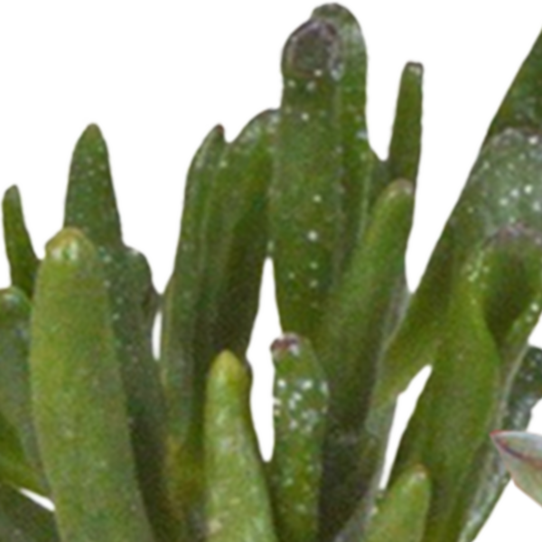 thumbnail_6000-5124.png Cactus en vetplanten mix in witte pot | 15 stuks