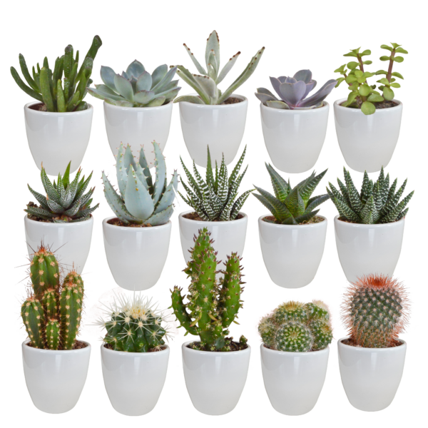 thumbnail_6000-5125.png Cactus en vetplanten mix in witte pot | 15 stuks