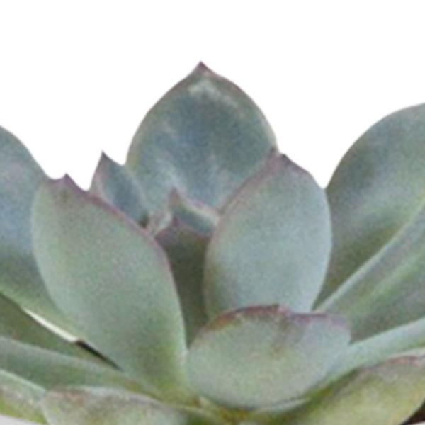 thumbnail_6000-5129.png Cactus en vetplanten mix in witte pot | 15 stuks