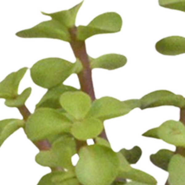 thumbnail_6000-5132.png Cactus en vetplanten mix in witte pot | 15 stuks