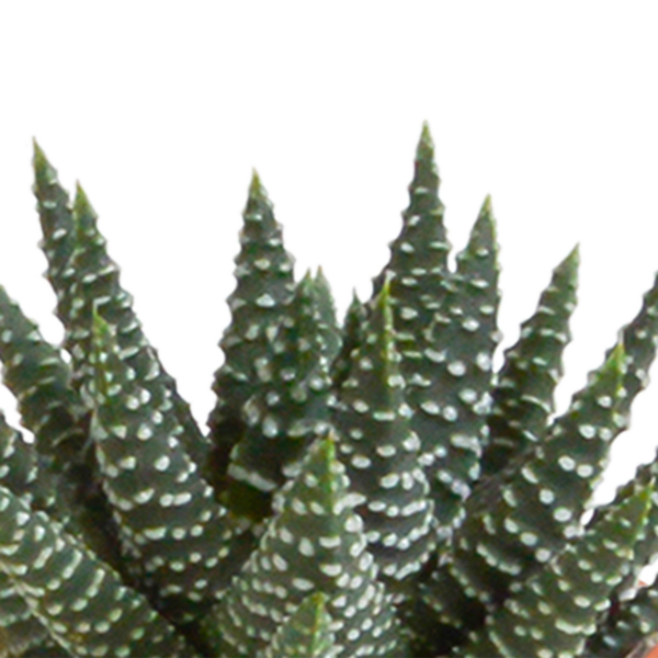 thumbnail_6000-5133.png Cactus en vetplanten mix in witte pot | 15 stuks