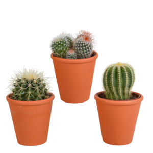 Bolcactus mix in terracotta pot | 3 stuks