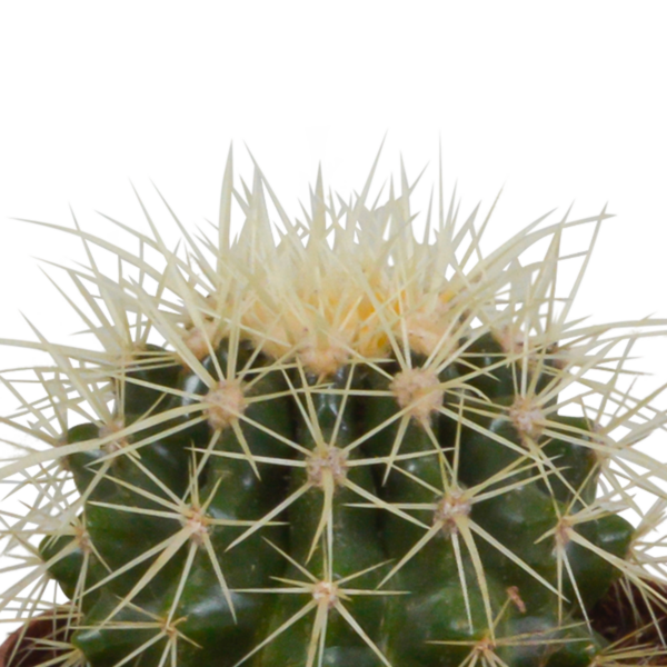 thumbnail_6000-5155.png Bolcactus mix in terracotta pot | 3 stuks