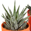 Gasteria/Haworthia mix in gekleurde plasticpot | 5 stuks