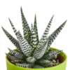 Gasteria/Haworthia mix in gekleurde plasticpot | 5 stuks
