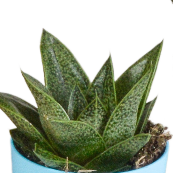 thumbnail_6000-5181.png Gasteria/Haworthia mix in gekleurde plasticpot | 5 stuks