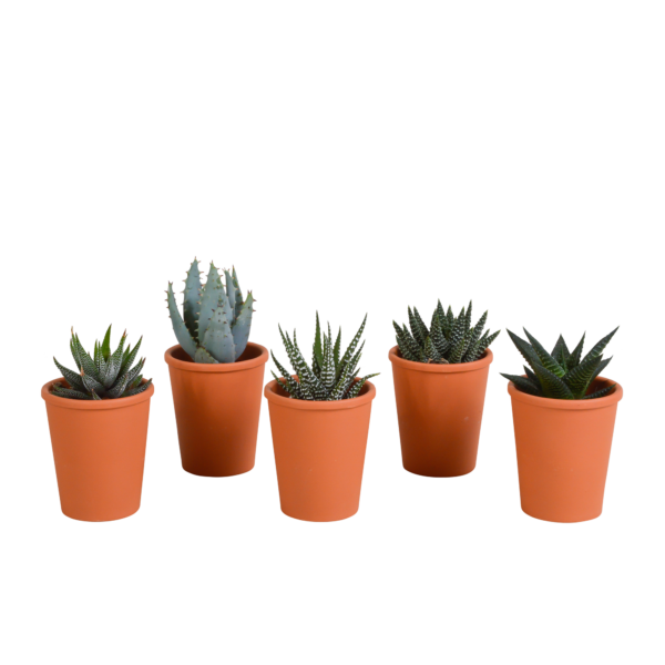 thumbnail_6000-5202.png Gasteria/Haworthia mix in terracotta pot | 5 stuks