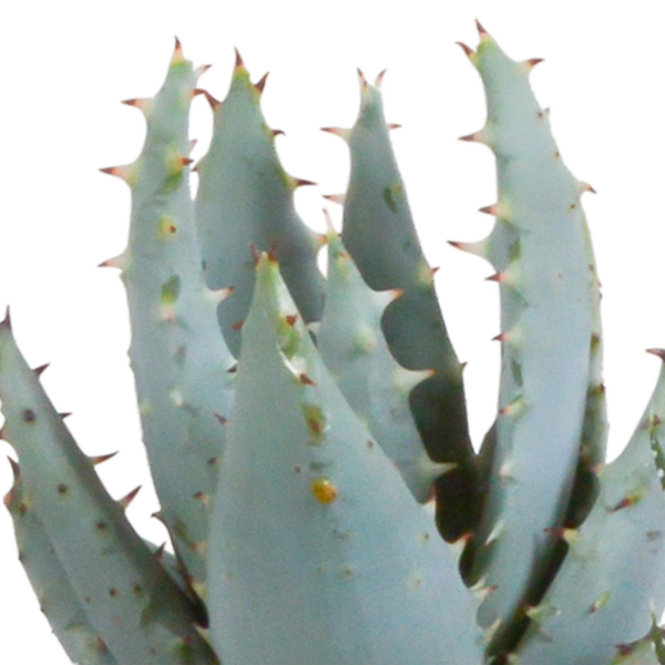 thumbnail_6000-5208.png Gasteria/Haworthia mix in terracotta pot | 5 stuks
