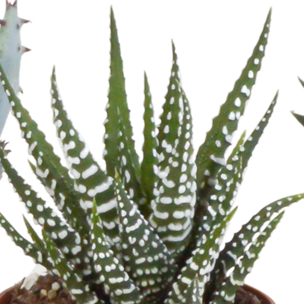 thumbnail_6000-5209.png Gasteria/Haworthia mix in terracotta pot | 5 stuks