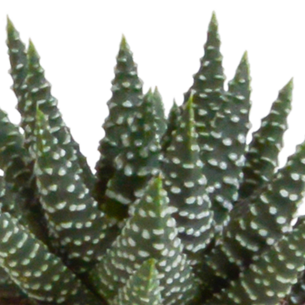 thumbnail_6000-5217.png Gasteria/Haworthia mix in terracotta pot | 5 stuks