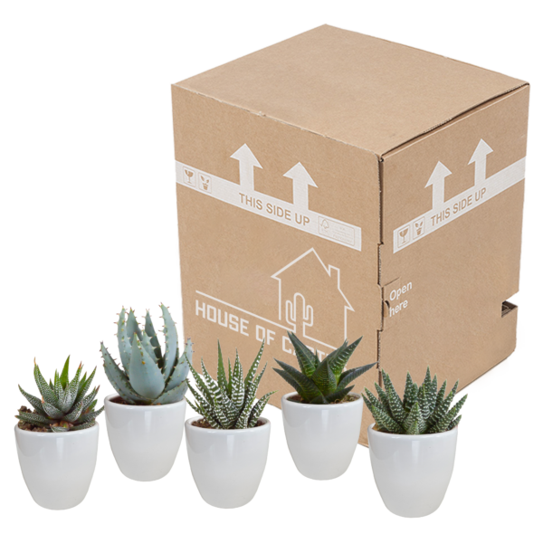 thumbnail_6000-5228.png Gasteria & Haworthia mix in witte pot | 5 stuks
