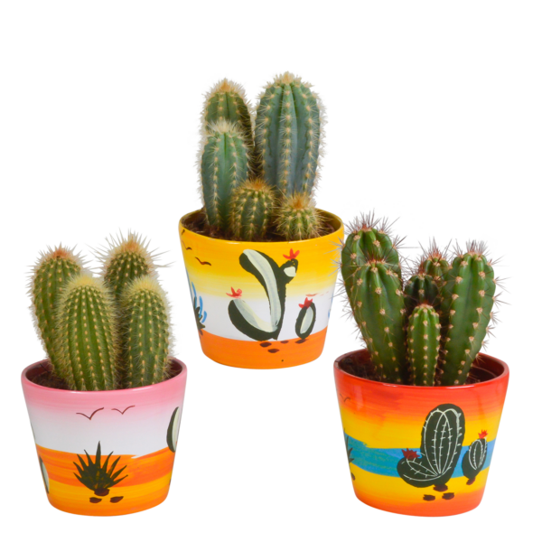 thumbnail_6000-5234.png Cereus mix in Mexicaanse pot | 3 stuks