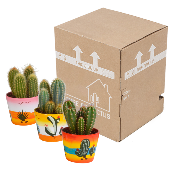 thumbnail_6000-5236.png Cereus mix in Mexicaanse pot | 3 stuks