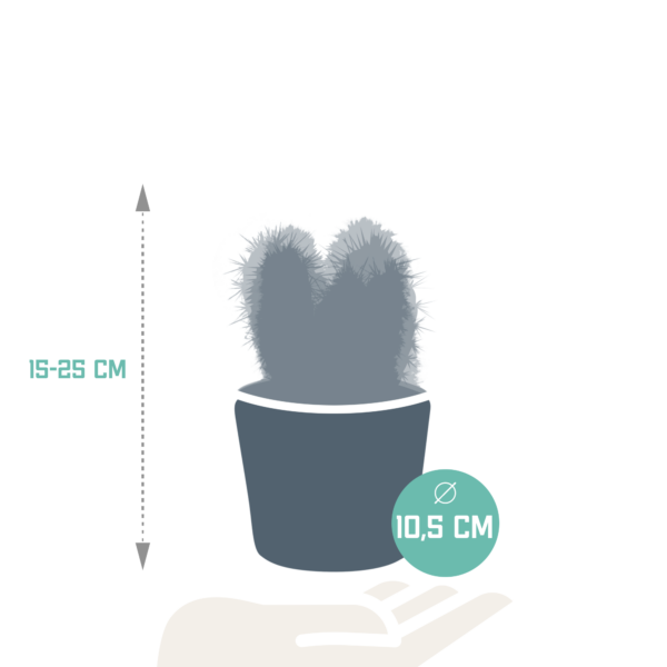 thumbnail_6000-5241.png Cereus mix in Mexicaanse pot | 3 stuks