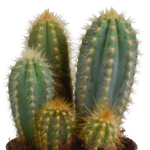 thumbnail_6000-5250.png Cereus mix in terracotta pot | 3 stuks