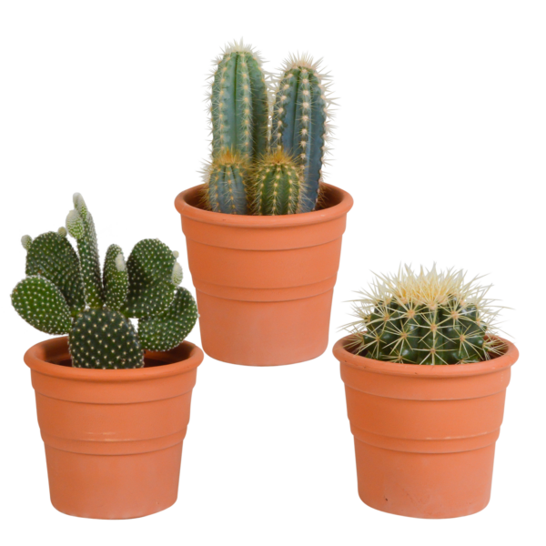 thumbnail_6000-5276.png Cactus mix in terracotta pot | 3 stuks