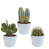 Cactus mix in witte pot | 3 stuks