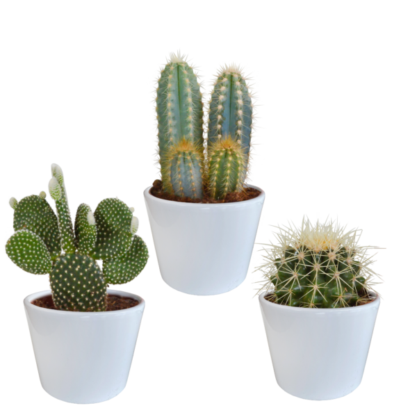 thumbnail_6000-5288.png Cactus mix in witte pot | 3 stuks