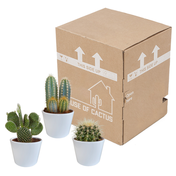 thumbnail_6000-5290.png Cactus mix in witte pot | 3 stuks